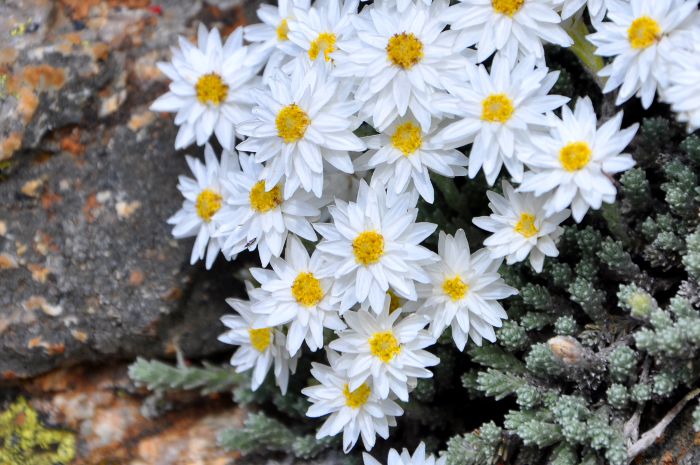 Helichrysum frigidum