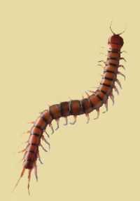 scolopendra