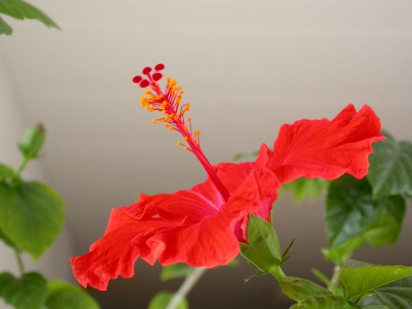 Hibiscus rose-sinensis