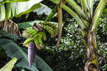 Musa