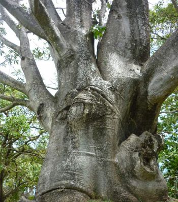 Adansonia digitata