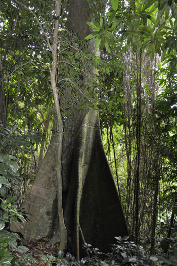 Ceiba pentandra