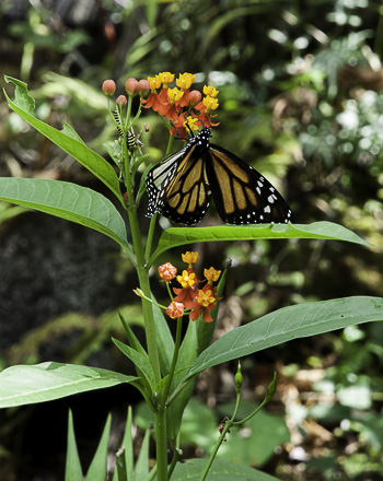 danaus_plexippus