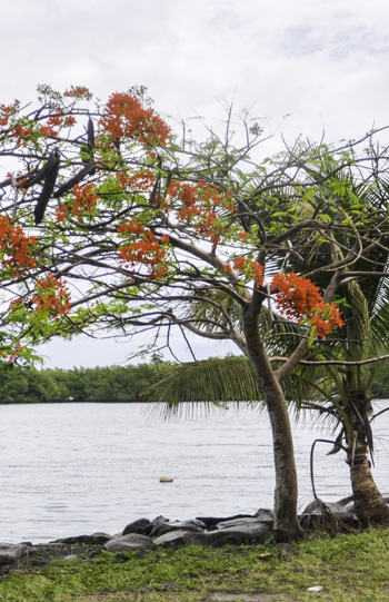 Delonix regia