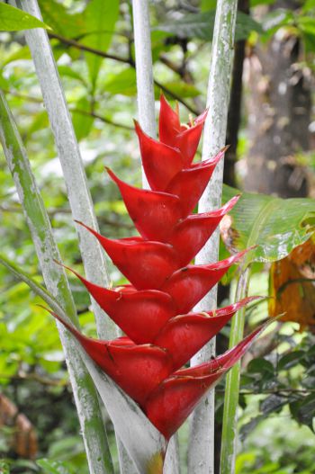 Heliconia caribea