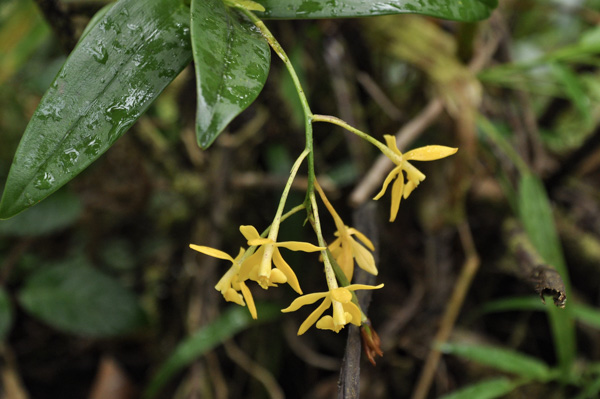 Epidendrum mutelianum
