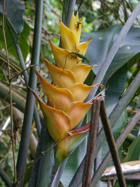 Heliconia caribea
