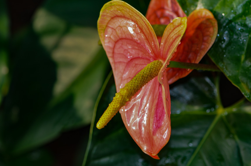 Anthurium andreanum