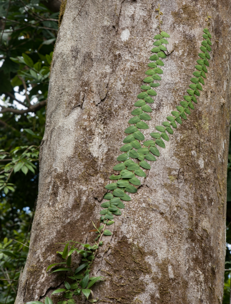 Dacryodes excelsa