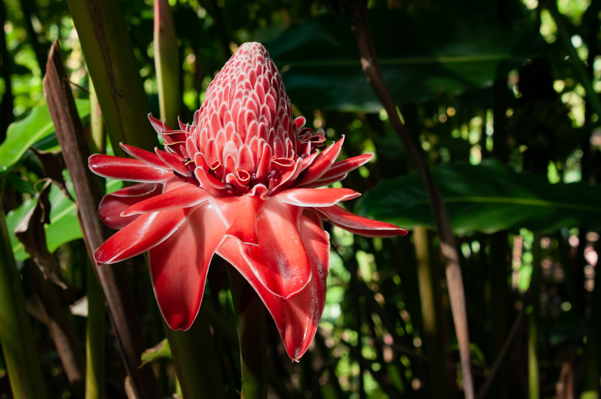 Anthurium andreanum