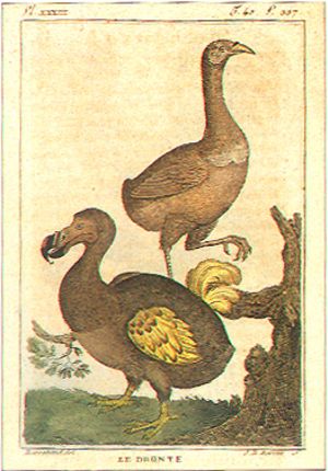 dodo