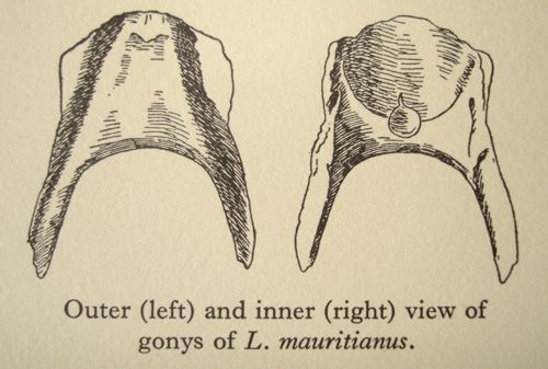 Lophopsittacus mauritianus
