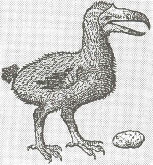 female Dodo