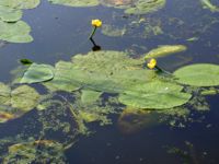 Nuphar lutea