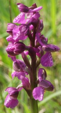 Orchis morio