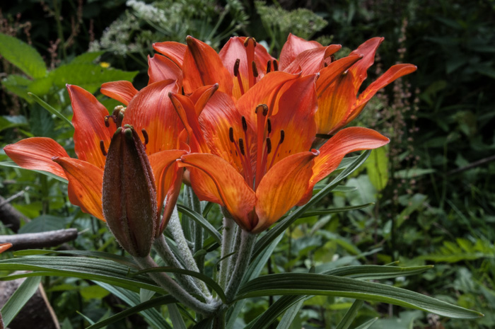 Lilium bulbiferum