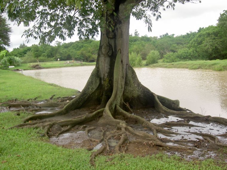 Ceiba pentandra