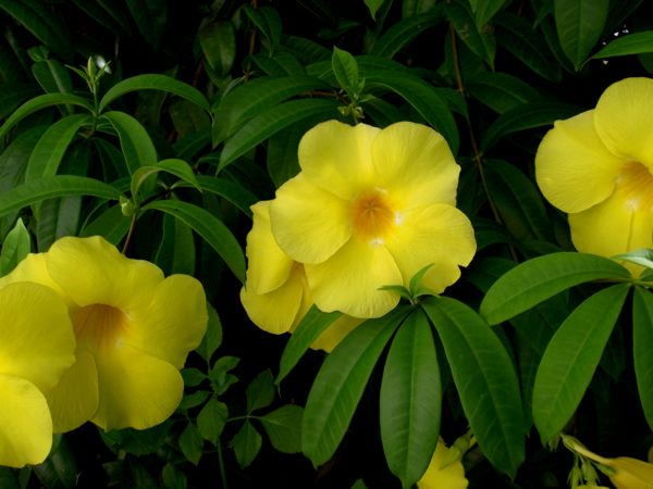 Allamanda cathartica