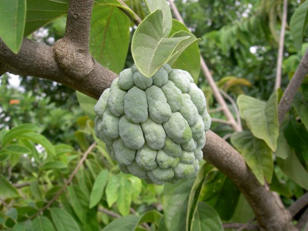 Annona squamosa