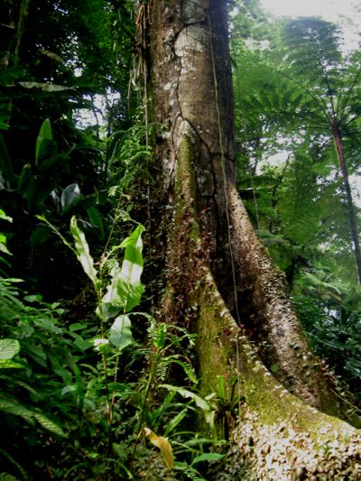 Ceiba pentandra