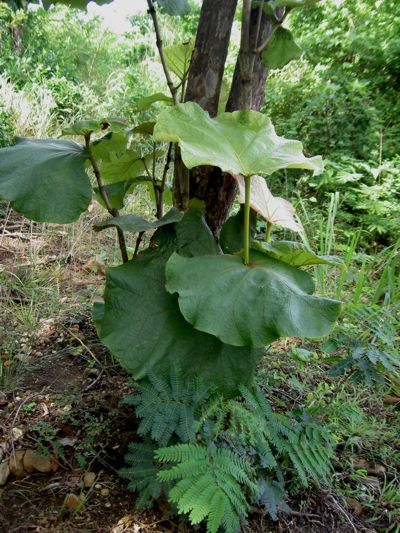 Coccoloba pubescens