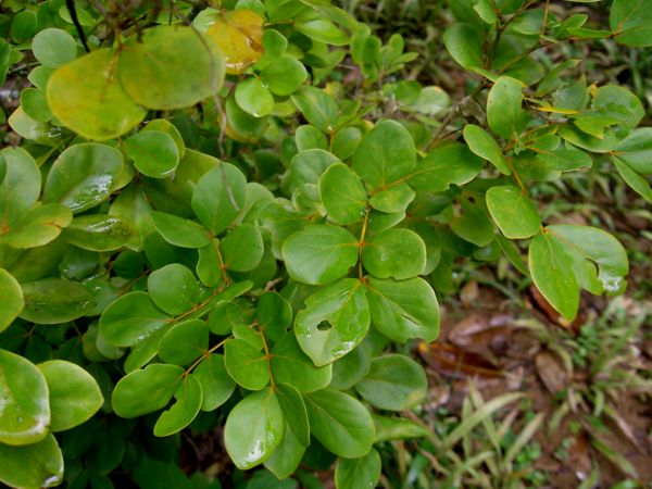 Guaiacum officinale