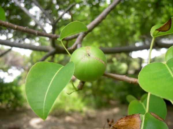 Hippomane mancinella