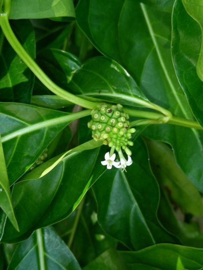 Morinda citrifolia