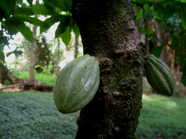 Theobroma cacao