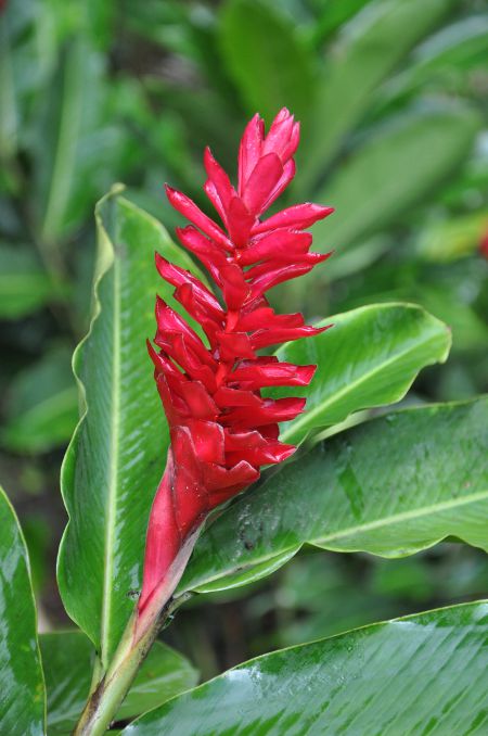 Alpinia purpurata