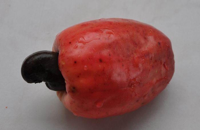 Anacardium occidentale