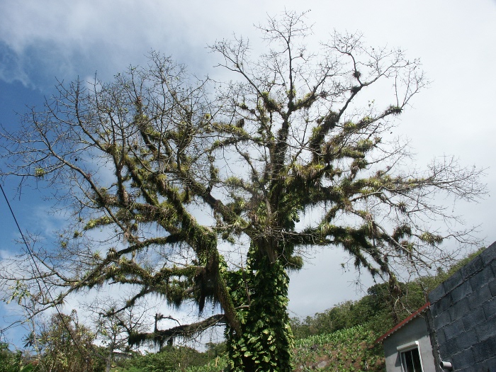 Ceiba pentandra