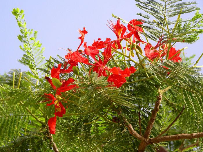 Delonix regia