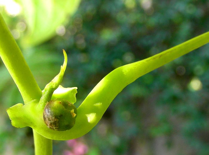 Dioscorea bulbifera