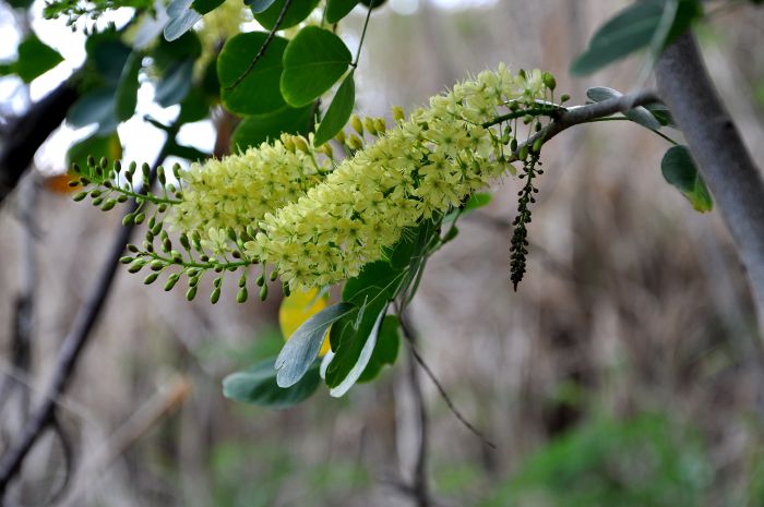 Hæmatoxylum campechianum