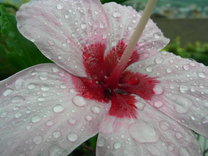 Hibiscus genevii