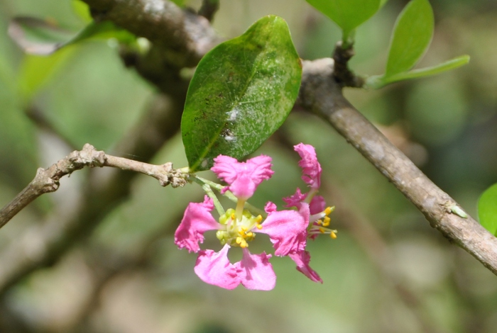 Malpighia punicifolia