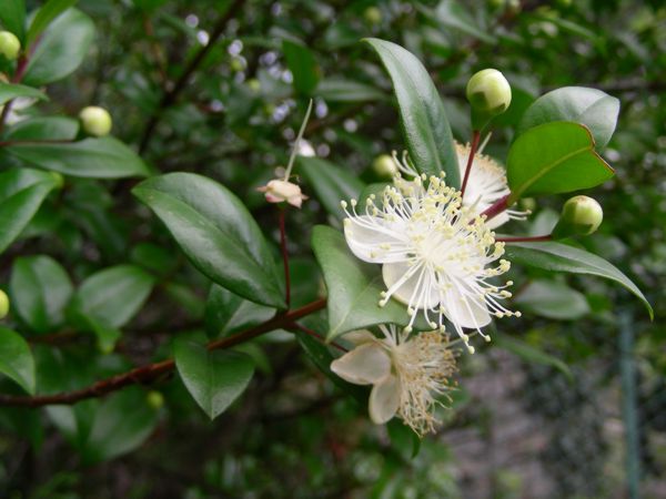 Myrtus communis