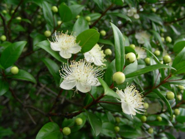 Myrtus communis