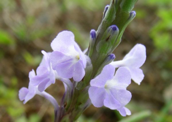 Stachytarpheta jamaicensis