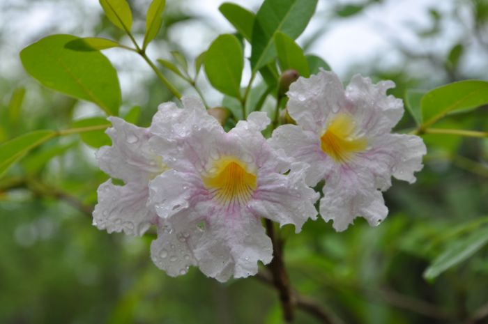 Tabebuia haterophylla