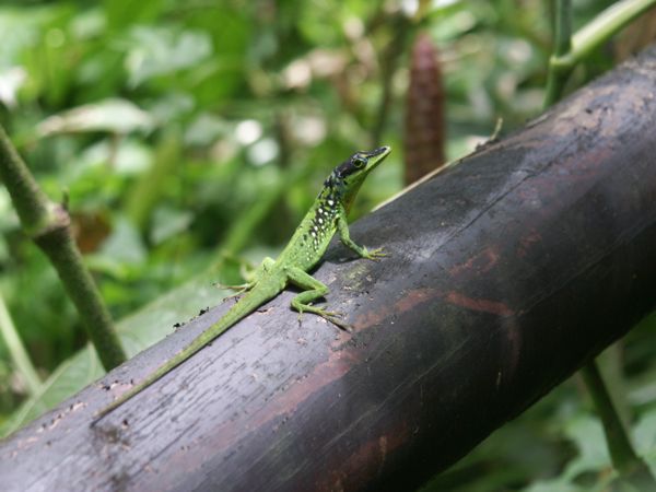 Zandoli : Anolis mormoratus