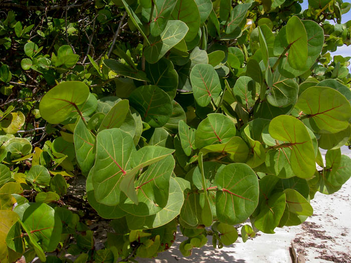 Coccoloba uvifera
