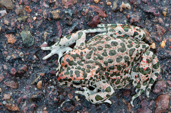 Bufo viridis