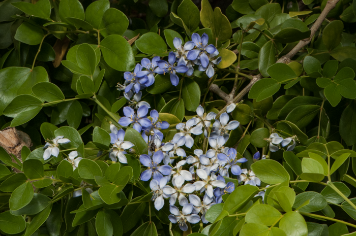 Guaiacum officinale Guaiacum officinale