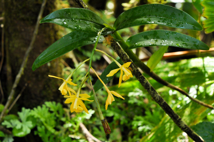 Epidendrum mutelianum