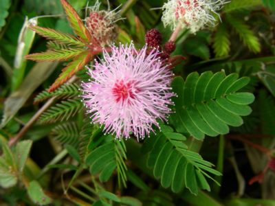 Mimosa pudica