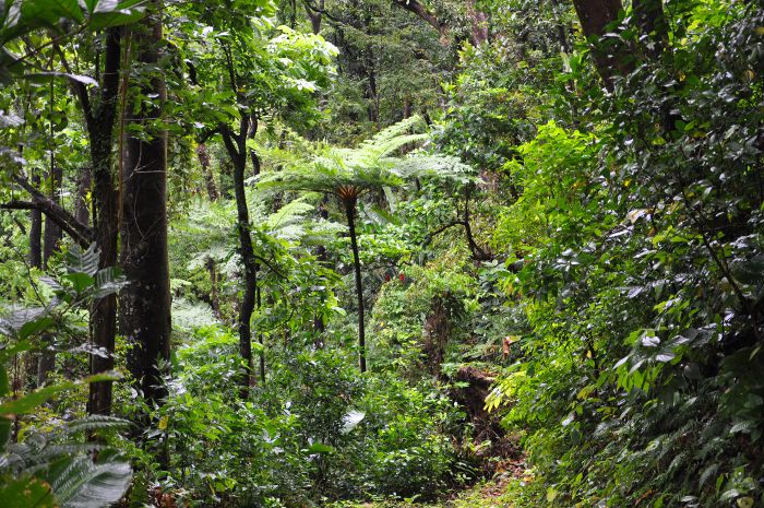 Le monde végétal, l’arbre, la forêt