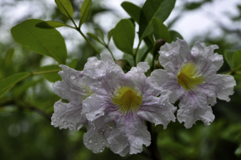 Tabebuia heterophylla