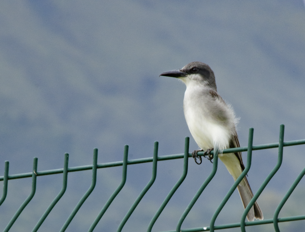 Tyrannus dominicensis